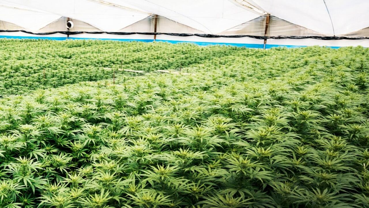 Pharmacielo y las ventajas geográficas de Colombia en la industria del cannabis medicinal.