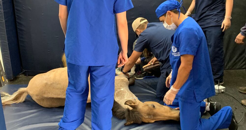 Aplicación de anestesia a Valentino, caballo de Jhonny Rivera en la Clínica CES de Medellín.