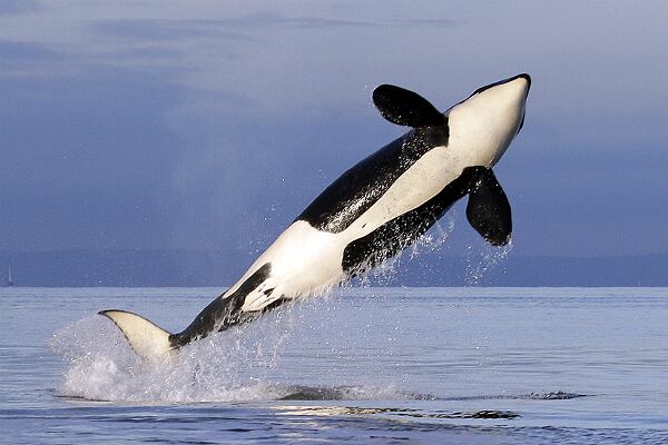 Según la organización de rescate en mar española Salvamento Marítimo, en 2023 se han producido 28 “interacciones” entre barcos y orcas, y en el periodo 2020-2022 ascenderían a casi 500, estimó Alfredo López, del Grupo de Trabajo de la Orca Atlántica (GTOA), en una conferencia sobre el tema celebrada en marzo en Portugal.