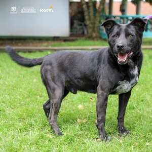 Habrá dos jornadas de adopción este fin de semana, 27 y 28 de mayo en
celebración del Día Mundial del Perro sin Raza.