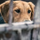 Solo en Bogotá se han atendido este año más de 7.800 animales con signos de maltrato, según el Instituto Distrital de Protección y Bienestar Animal (IDPYBA)