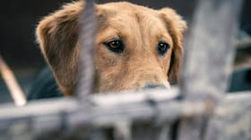 Solo en Bogotá se han atendido este año más de 7.800 animales con signos de maltrato, según el Instituto Distrital de Protección y Bienestar Animal (IDPYBA)