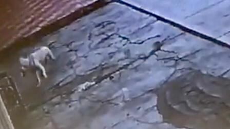 El animal se ve corriendo despavorido desde una casa vecina hasta su casa.