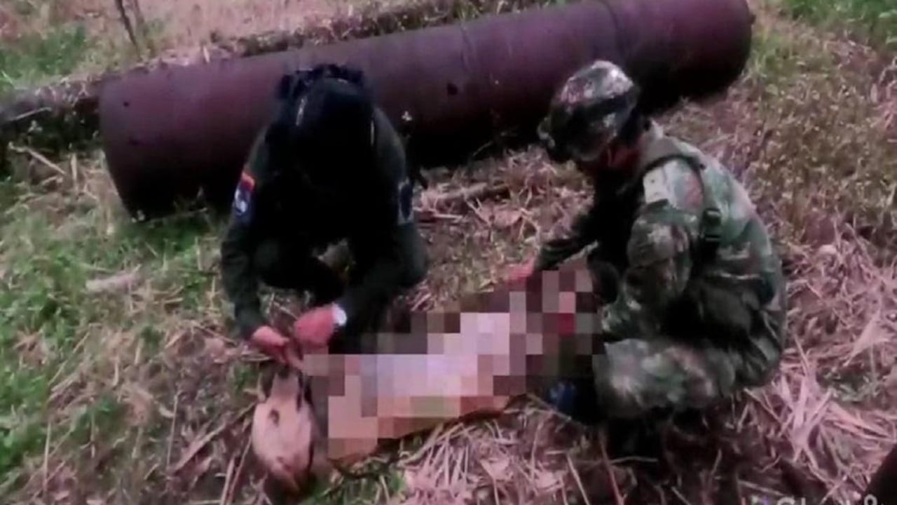 Perro rescatado por las autoridades.