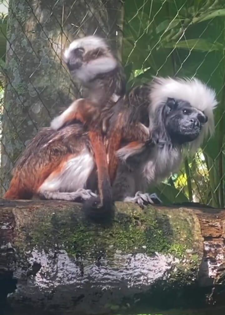 Los padres de la cría fueron rescatrados desde hace siete años