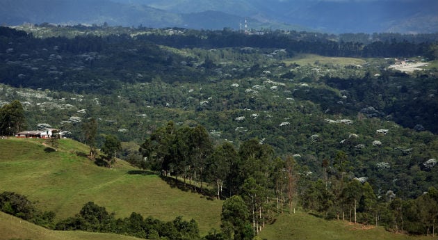 Reserva forestal del bosque de Bremen, en Finlandia, Quindío.