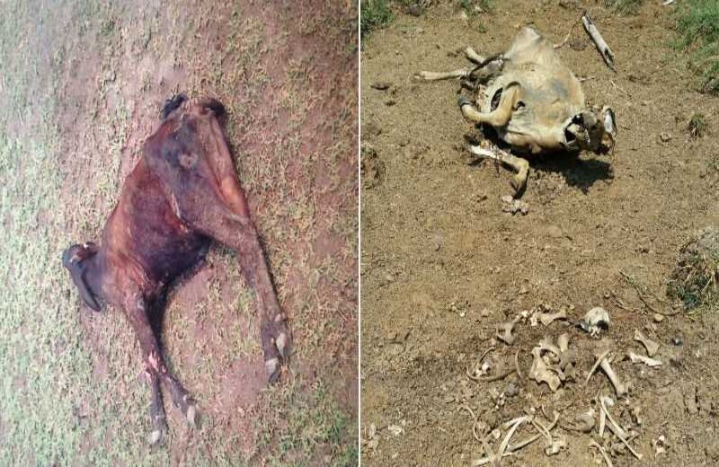 Cortesía de Contexto Ganadero