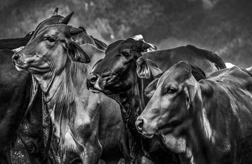 En 2019, el país produjo 932.000 toneladas de carne, según Fedegán.