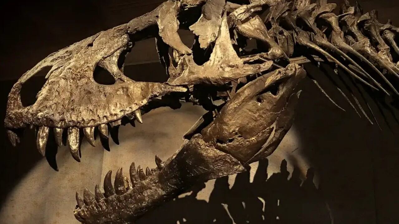 Los enigmáticos sonidos del "T-Rex" podrían revelarse en el futuro, si los científicos logran superar los desafíos de su compleja estructura craneal.