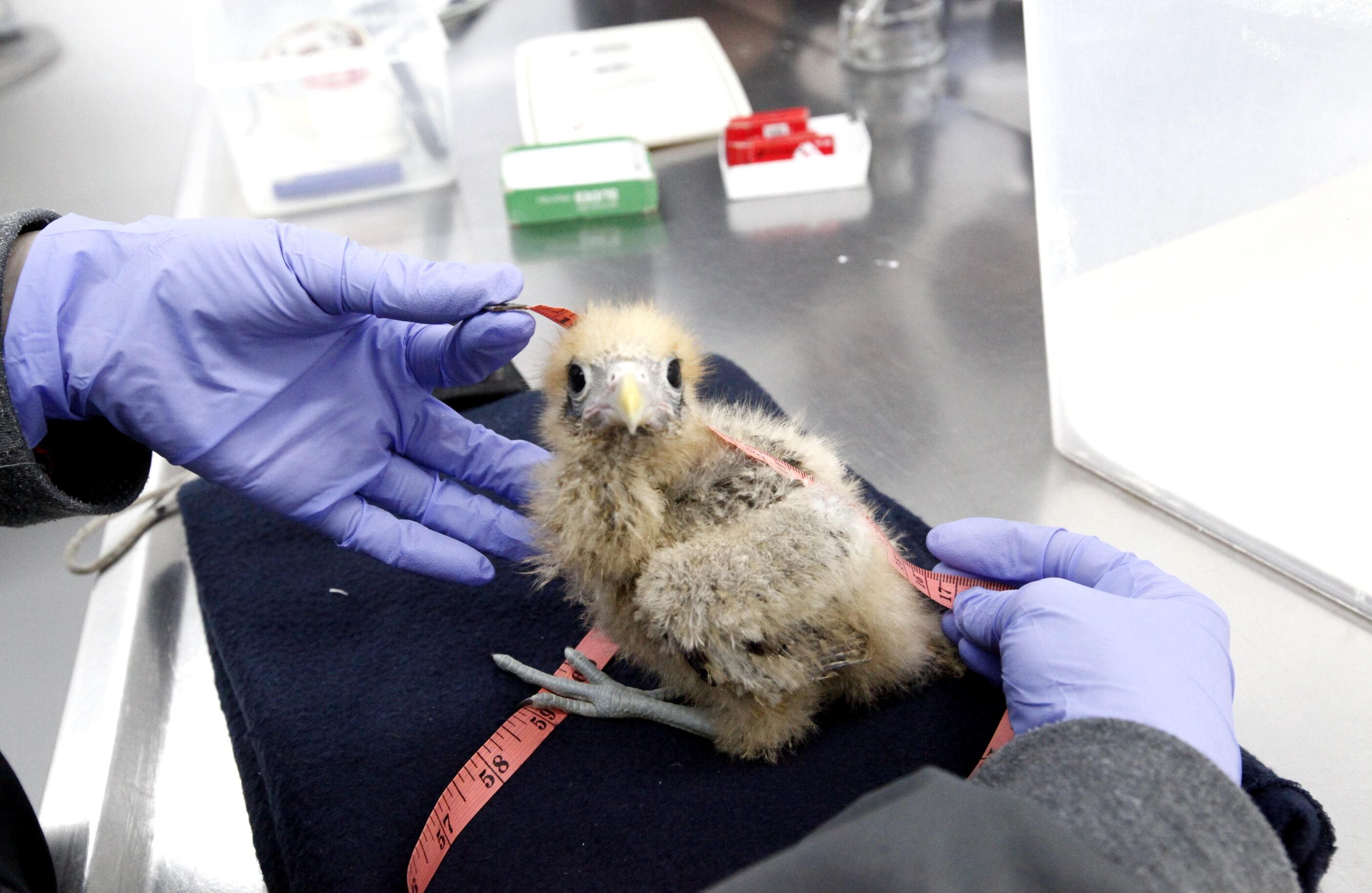 Antes de liberar a un animal, los especialistas garantizan que la identificación genética corresponda a la región biogeográfica a la que pertenece y que  su parte comportamental sea la que exhibe la especie en el entorno natural, con el fin de que su incorporación al ecosistema no genere un conflicto a otras especies.