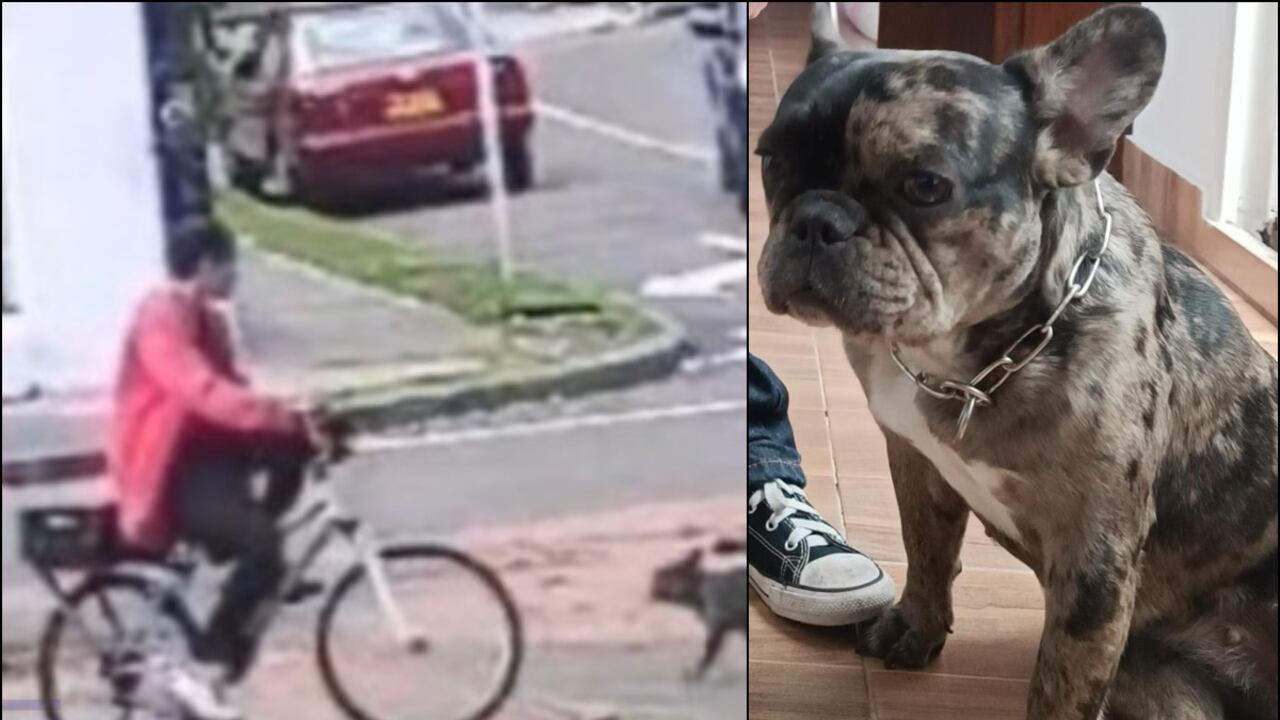 Ginebra, la perrita perdida en Bogotá