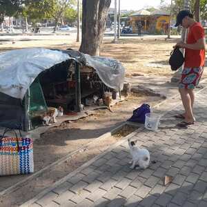 Gatos abandonado en bolsas