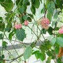 Yagé floreció en el Jardín Botánico de Bogotá