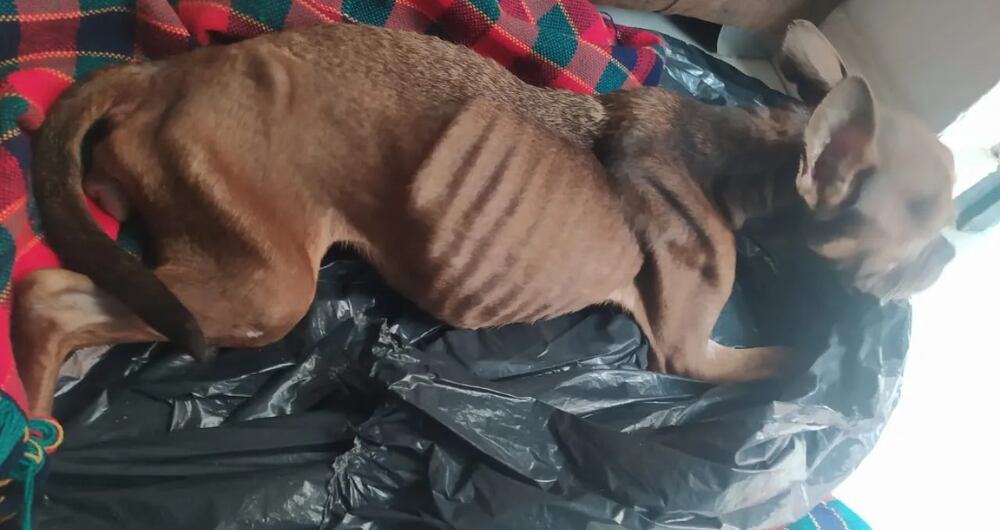 Perrita víctima de maltrato animal en Medellín.