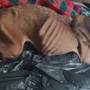Perrita víctima de maltrato animal en Medellín.