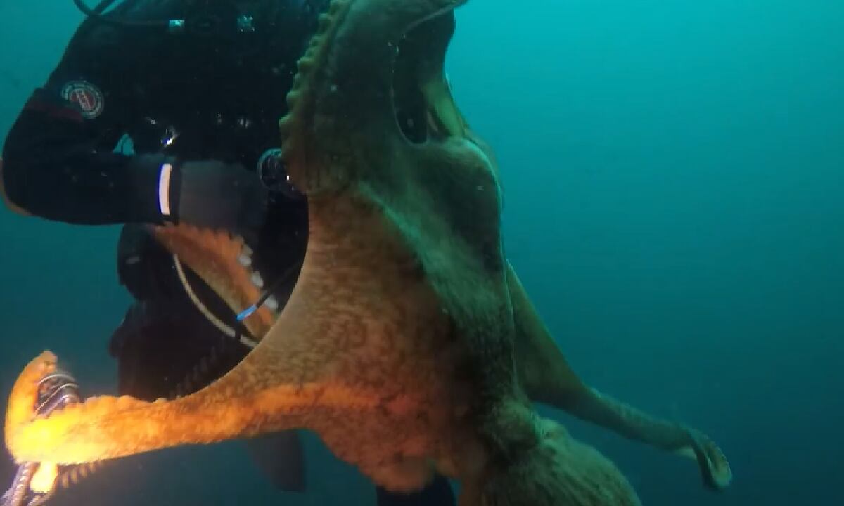 El abrazo del pulpo a un buzo quedó captado. Podría haberlo estrangulado.