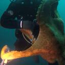 El abrazo del pulpo a un buzo quedó captado. Podría haberlo estrangulado.