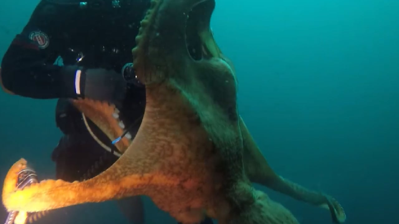 El abrazo del pulpo a un buzo quedó captado en esta imagen. Podría haberlo estrangulado.