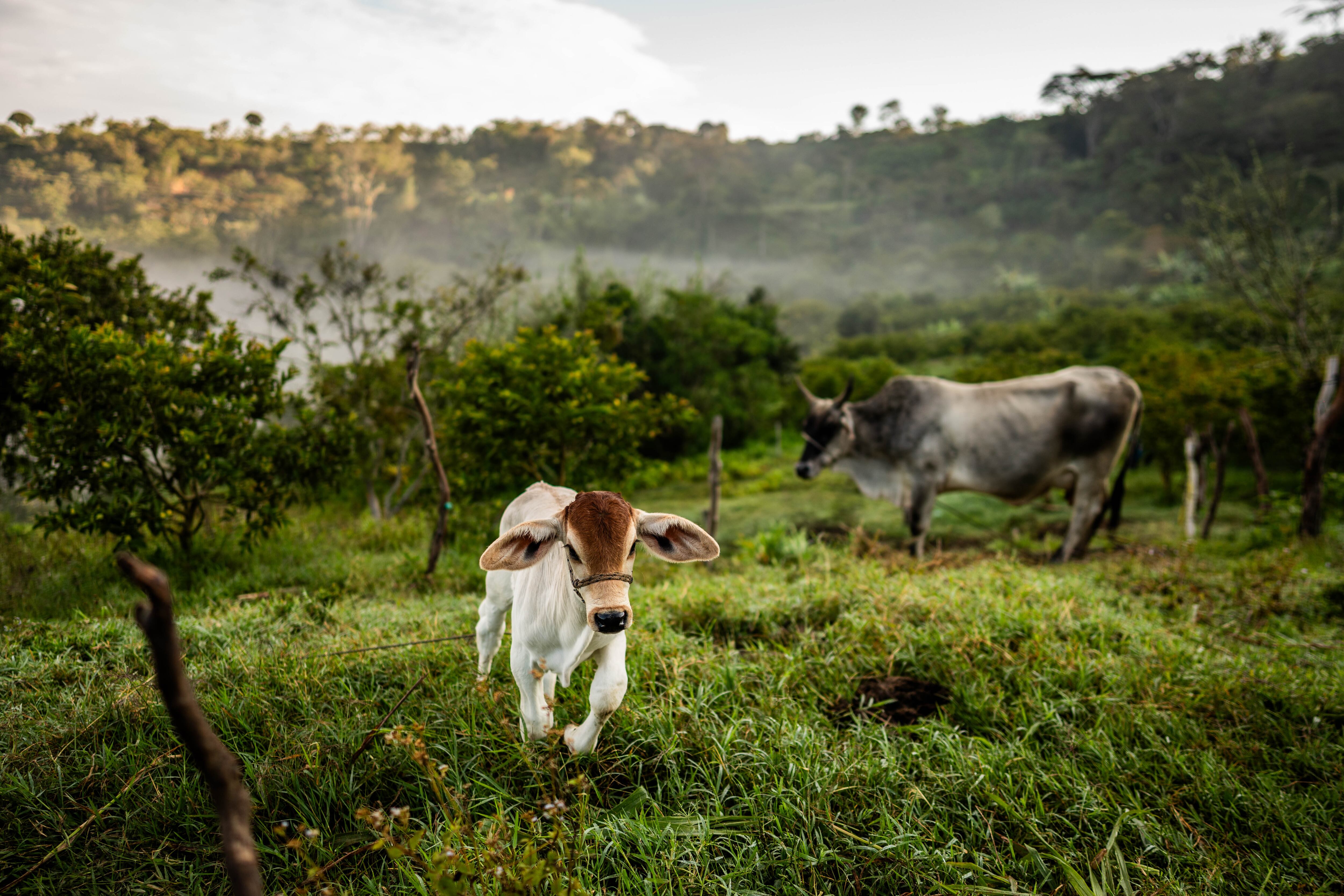 La estrategia de Alquería articula el crecimiento económico, bienestar social y la protección ambiental.