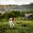 La estrategia de Alquería articula el crecimiento económico, bienestar social y la protección ambiental.