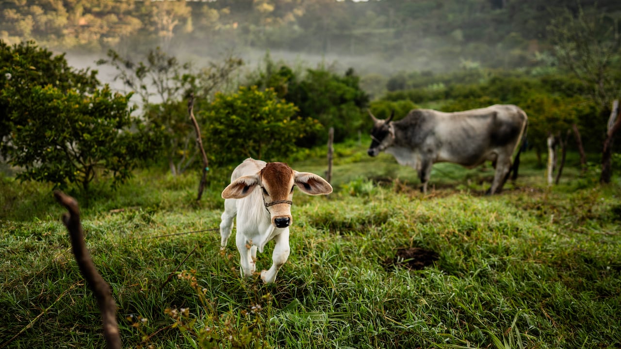 La estrategia de Alquería articula el crecimiento económico, bienestar social y la protección ambiental.