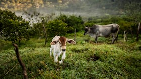 La estrategia de Alquería articula el crecimiento económico, bienestar social y la protección ambiental.