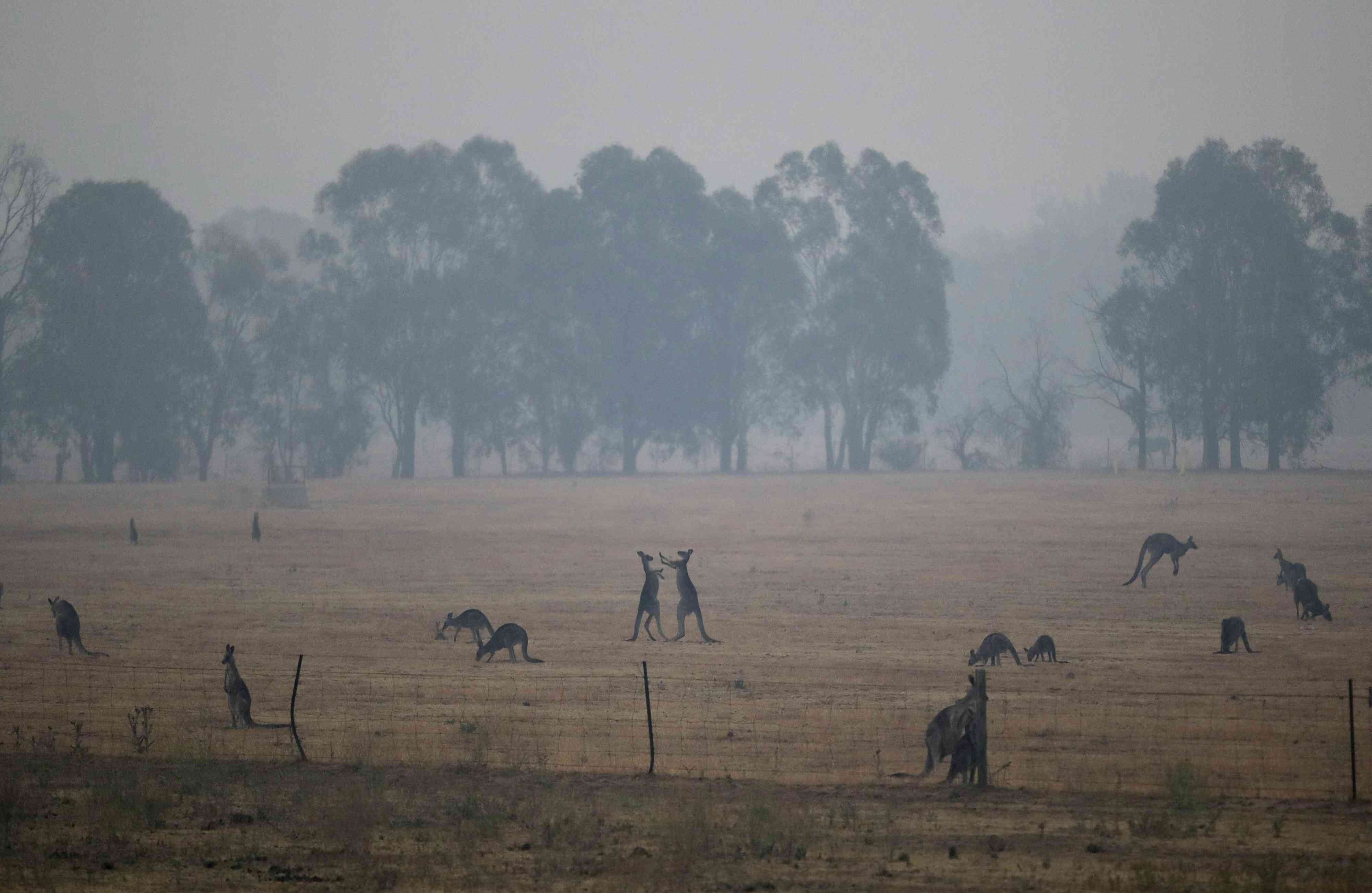 Rodeados del humo color ceniza que recubre Canberra, capital del país, un grupo de canguros pasta en un campo, el miércoles 1 de enero de 2020. Foto por Mark Baker/AP. 