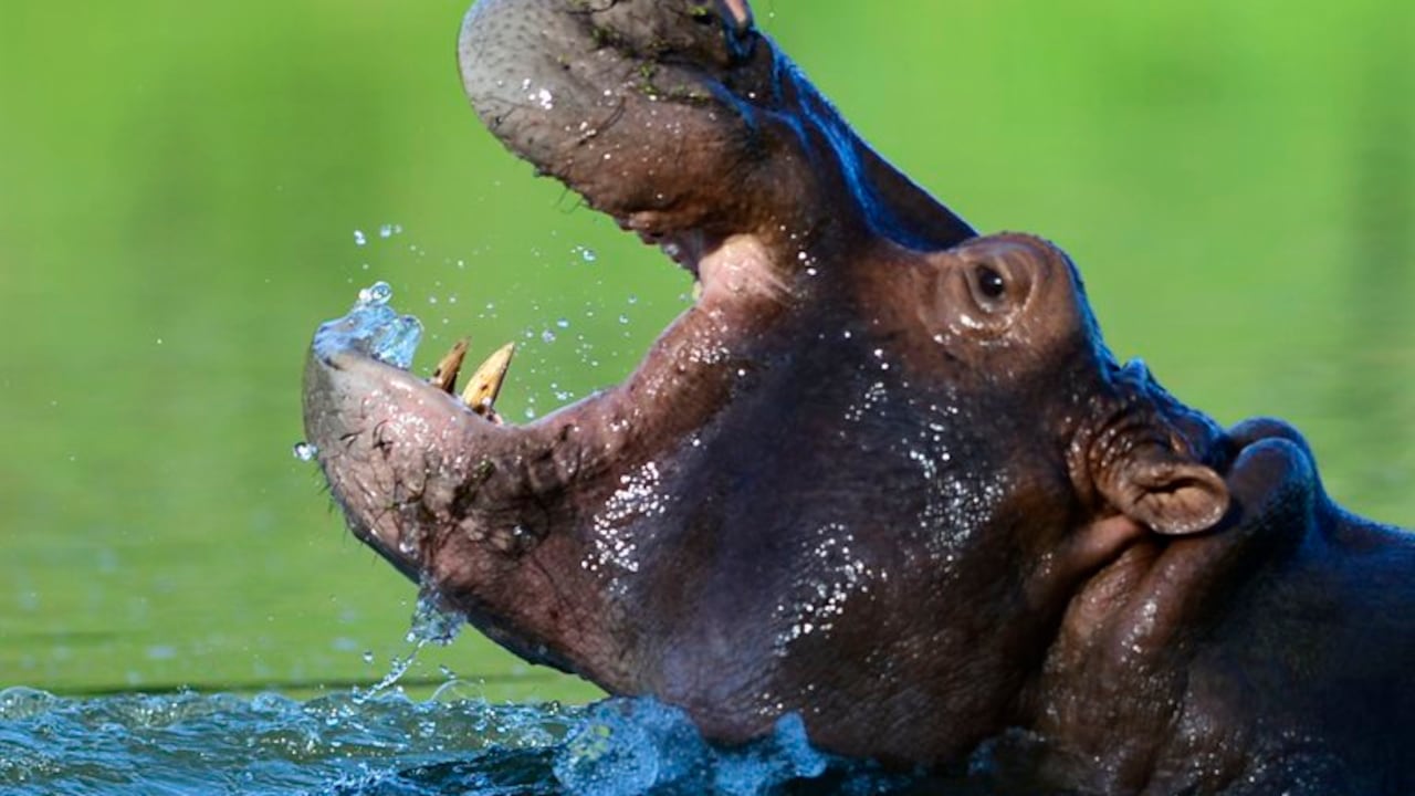 Se espera que el proyecto tarde entre dos y tres años, con el que se esterilizará al 100 % de estos animales.