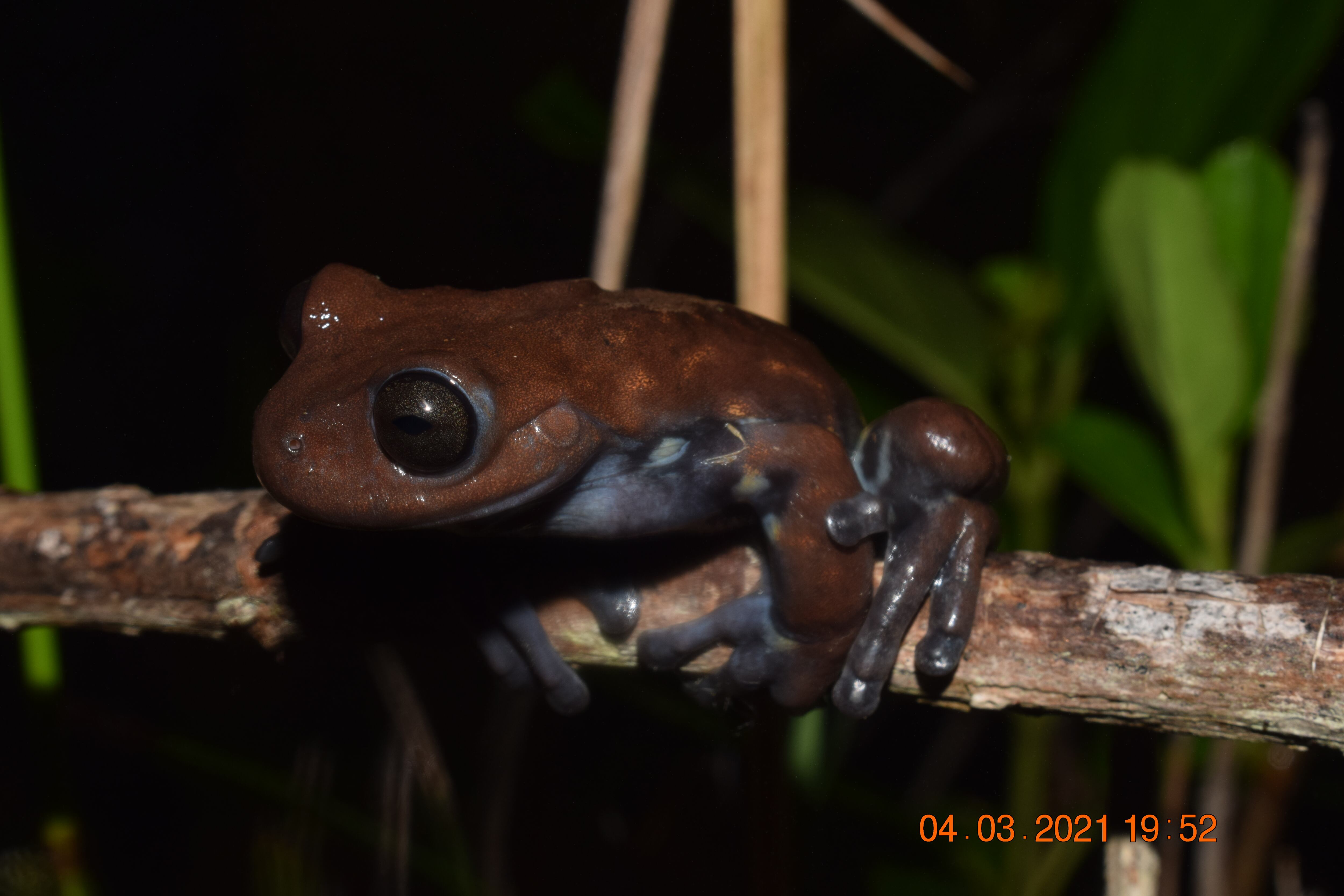 La rana chocolate antioqueña es endémica de la región y se encuentra en peligro de extinción.