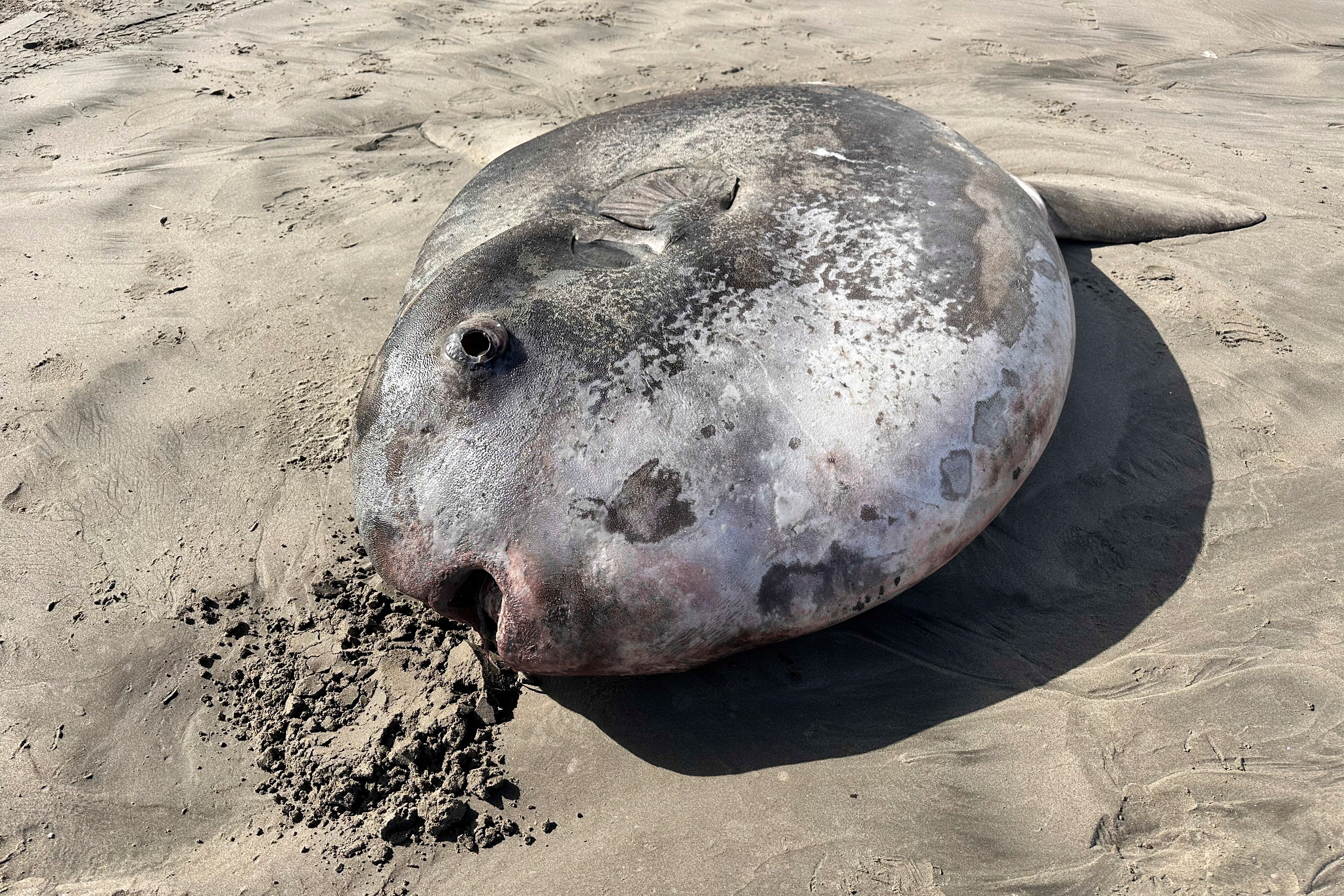 En las fotografías que difundió el acuario se ve un pez plano y redondo de color gris que se encuentra tendido de costado sobre la arena. Imágenes en las que aparece una persona arrodillada junto al pez, y otra de una camioneta estacionada a su lado, permiten tener una idea de su gran tamaño.