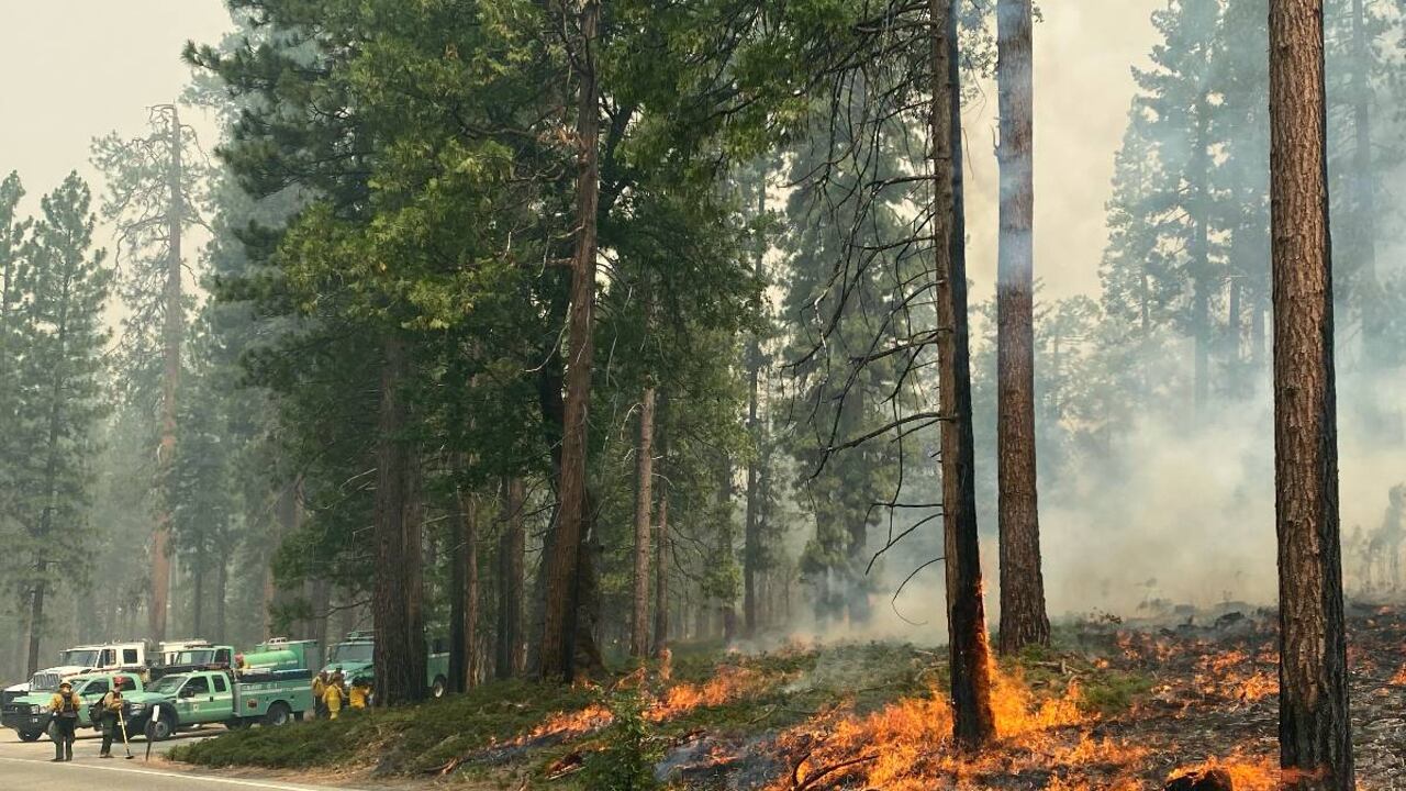 Bomberos de California despliegan importante operativo para controlas las llamas desatadas en parque nacional, que pone en riesgo a decenas de ejemplares de secoyas.