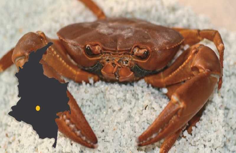 EL CANGREJO PERDIDO - Con la reducción de la violencia, en el Instituto de Ciencias Naturales de la Universidad Nacional están ahora ilusionados de reencontrar una especie de este crustáceo vista por última vez en 1962 en El Piñal, Meta: Neostrengeria macarenai. Ubicación: serranía de la Macarena, Meta.