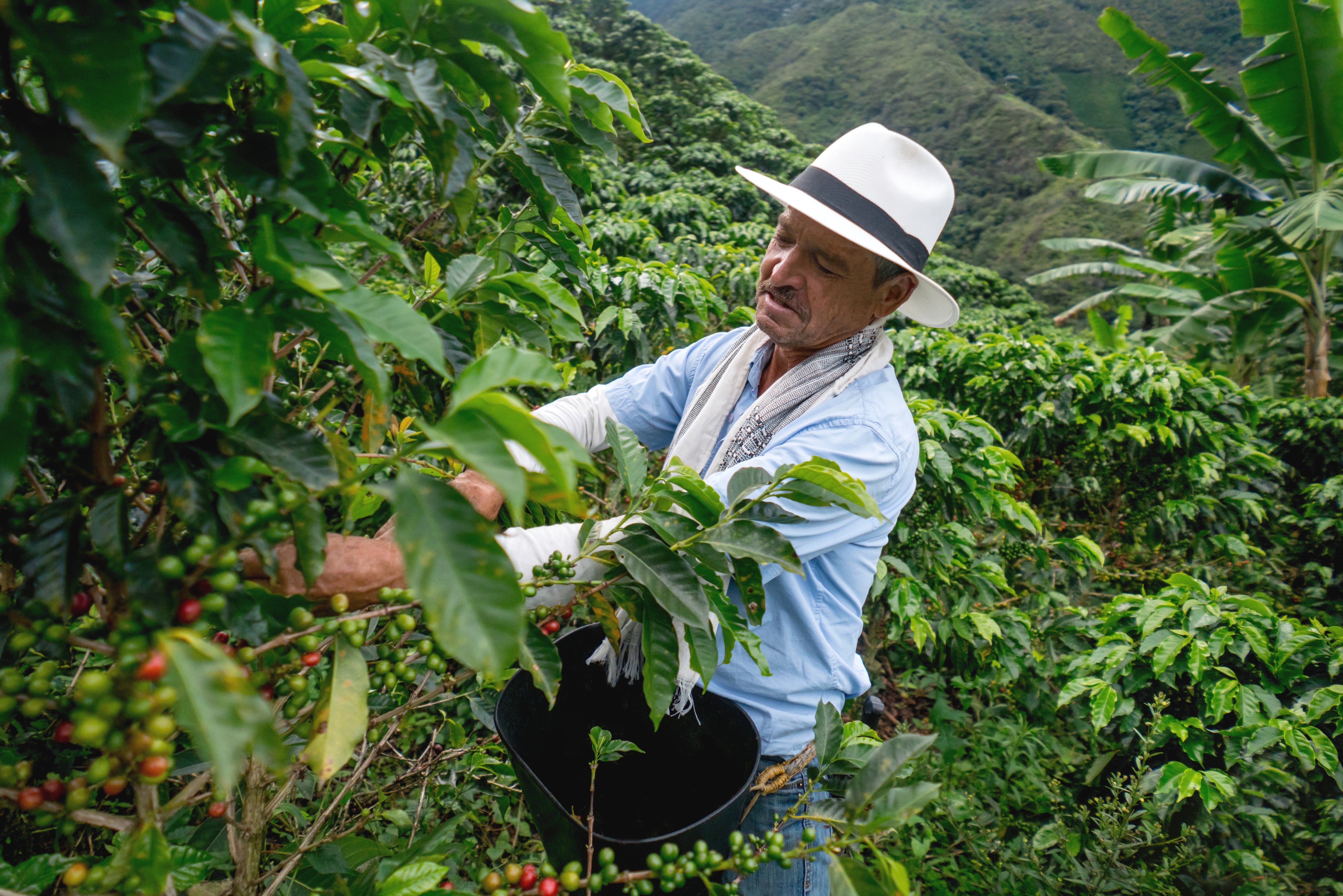 Man collecting Colombian coffee beans at a plantation