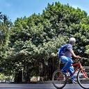 Otra vez le metieron candela al árbol de caucho de la carrera 1 con calle 62 , norte de Cali. Bomberos atendiendo la situación y el Dagma Verifica cual es el estado en el que quedo el arbol de mas de 80 años. Fotos Raúl Palacios / El País / 28 de Julio del 2023 Cali.