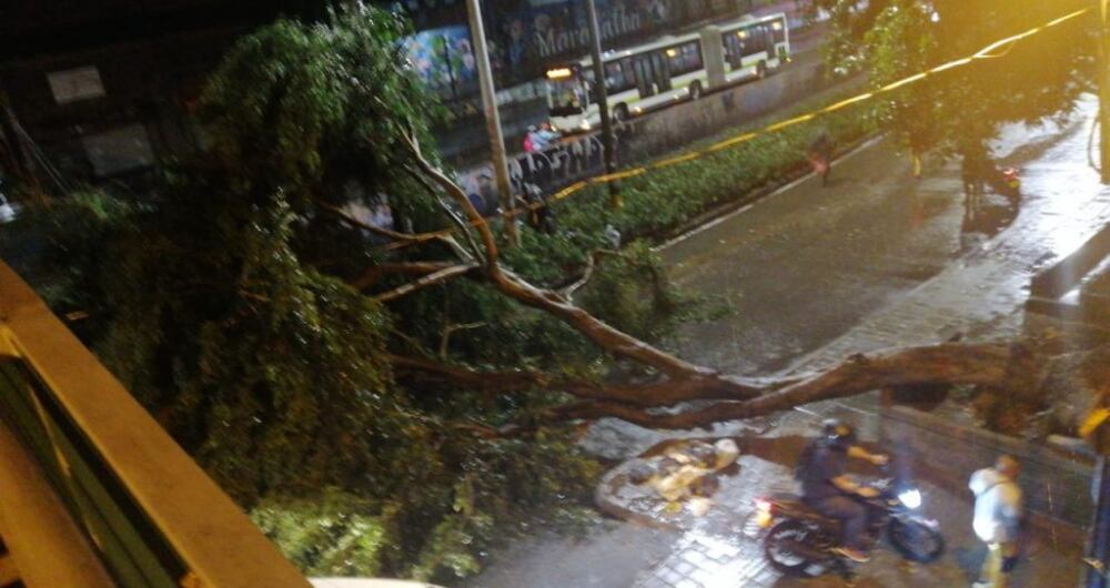 Caída de árboles en Medellín.