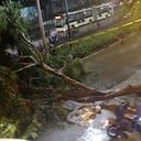 Caída de árboles en Medellín.