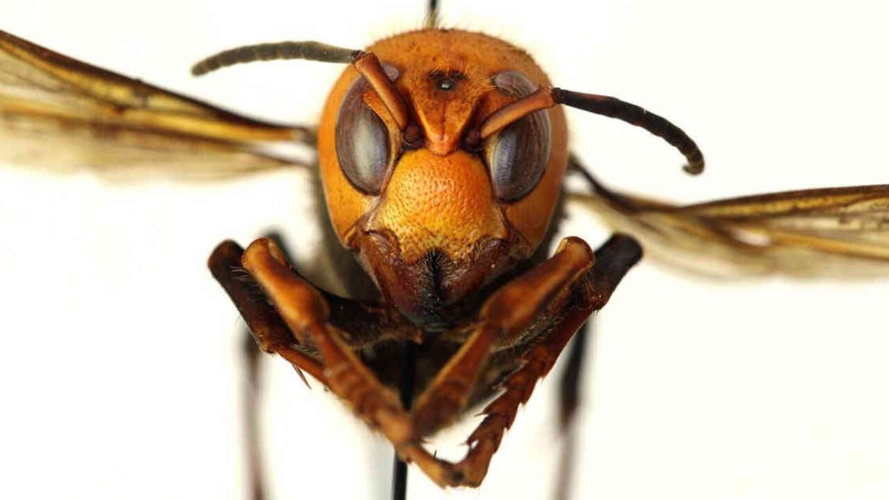 Este insecto acaba con colmenas de abejas que son clave para la seguridad alimentaria del mundo. Foto: Archivo Semana.