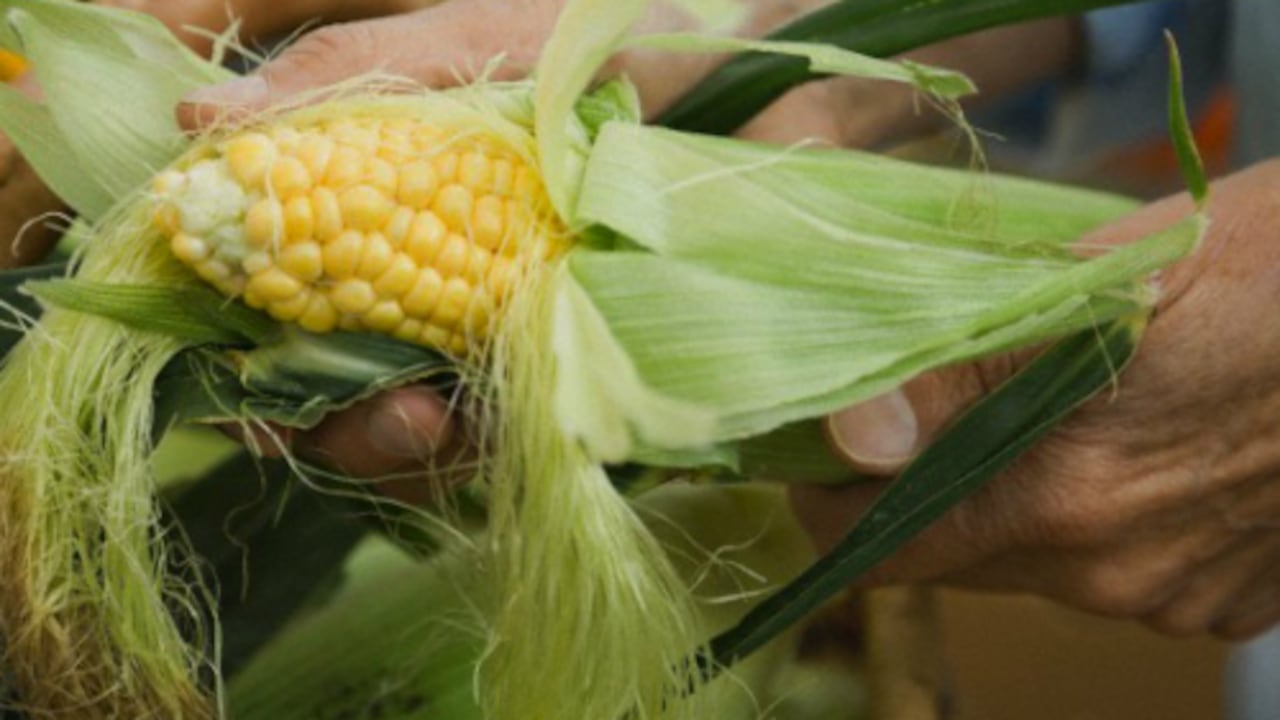 El año pasado ha sido el mejor año para el maíz colombiano pues Alimentos La Polar logró captar 50.000 toneladas. Sin embargo este año se espera que la cifra baje a 30.000.