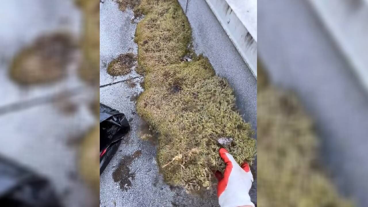 Claeys afirma que antes dedicaba su vida al modelaje, pero que ahora encontró la que se ha convertido en su principal fuente de recursos