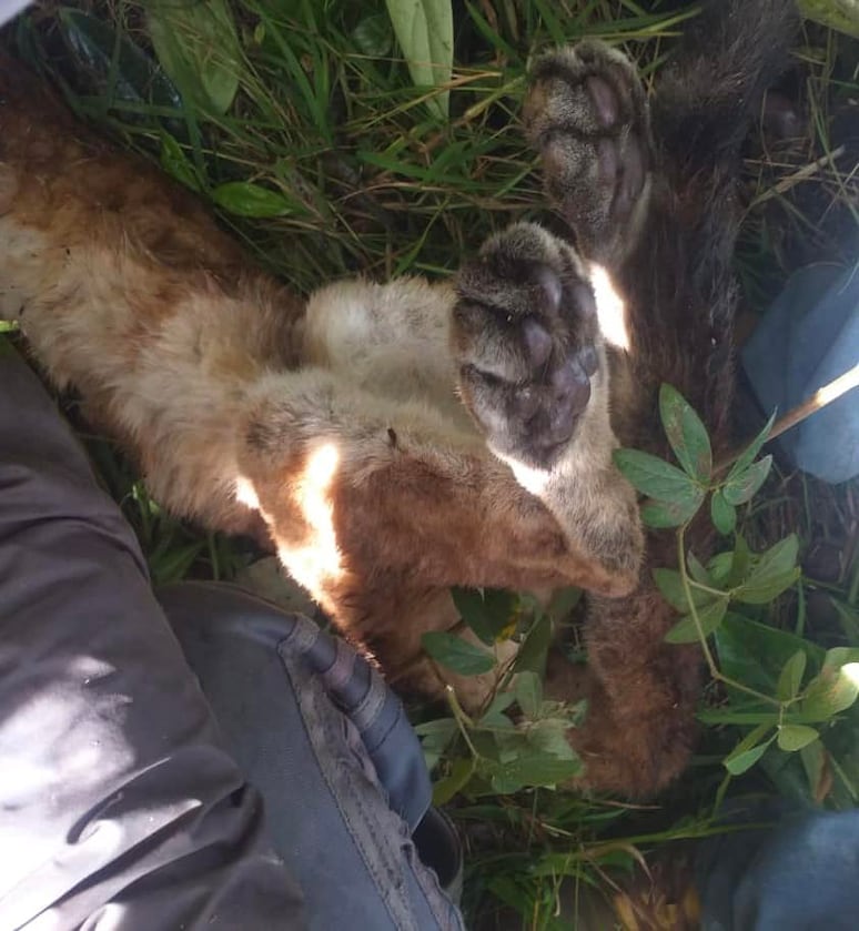 Ocurrió en la vereda Guapantal, del municipio de Urrao.