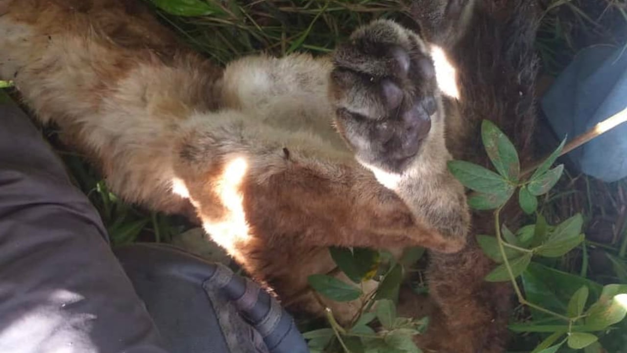 Ocurrió en la vereda Guapantal, del municipio de Urrao.