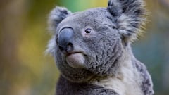 La clamidia sería una de las causas de la extinción de los koalas en Australia