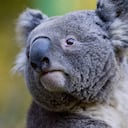 La clamidia sería una de las causas de la extinción de los koalas en Australia