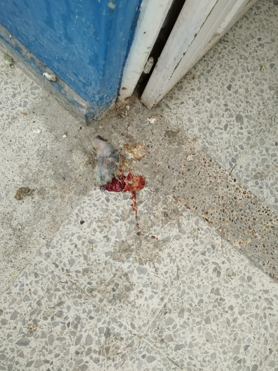 Cadáver de un pichón en un pasillo del colegio.