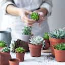 Las suculentas almacenan agua en sus tallos que les permite subsistir por mucho tiempo.