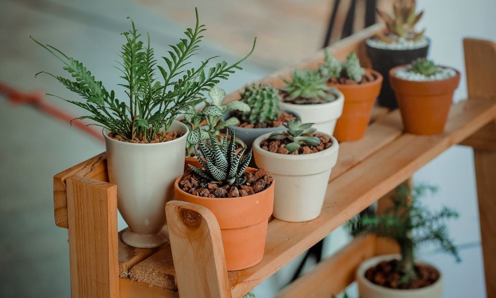 Además de servir de decoración y mejorar el ambiente de su hogar, algunas plantas pueden ayudar a ahuyentar los mosquitos.