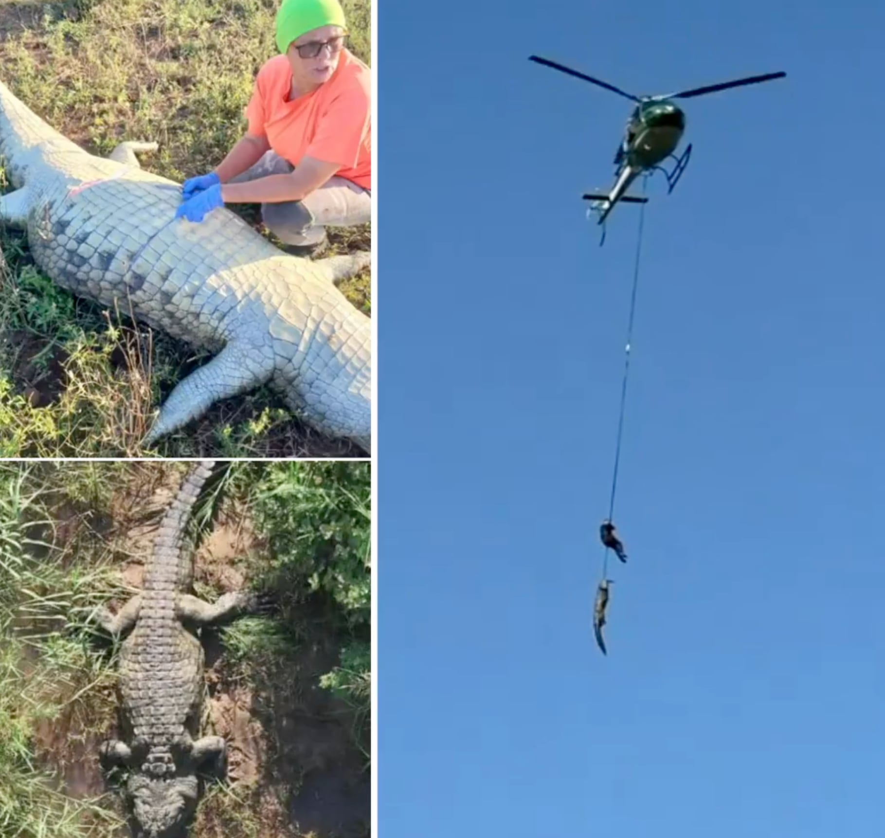 El helicóptero tuvo que rescatar al cocodrilo para saber si había devorado al empresario