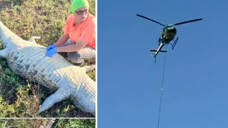 El helicóptero tuvo que rescatar al cocodrilo para saber si había devorado al empresario