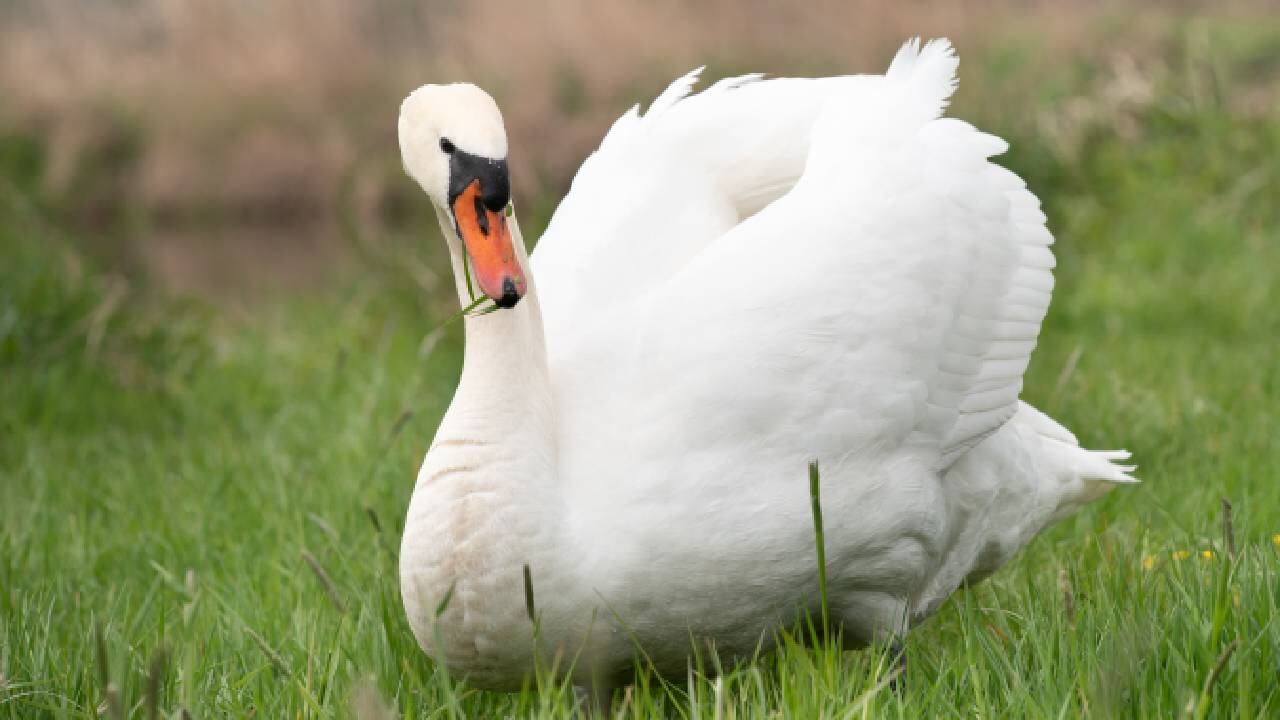 Algunos cisnes habrían muerto, mientras que se espera que los demás puedan ser desintoxicados.