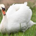 Algunos cisnes habrían muerto, mientras que se espera que los demás puedan ser desintoxicados.